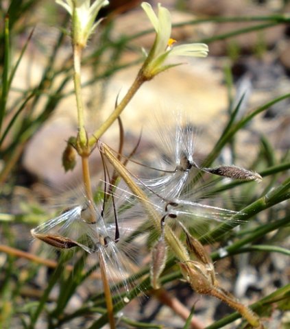 Pelargonium elongatum fruit